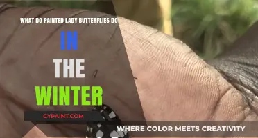 Painted Ladies: Where Do They Go in Winter?