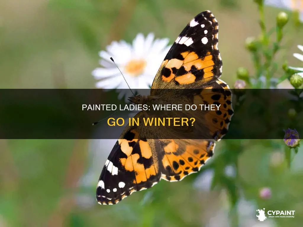 what do painted lady butterflies do in the winter