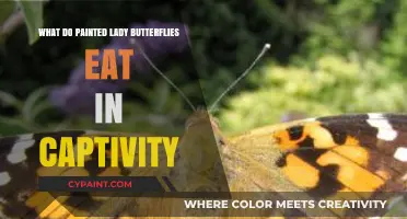 Feeding Painted Lady Butterflies in Captivity: Essential Diet Tips