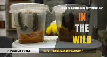 Painted Lady Butterflies: Their Wild Diet Explored