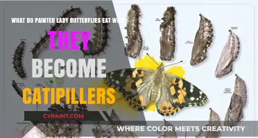 From Larva to Lady: The Painted Lady Butterfly's Diet
