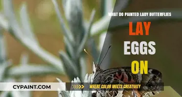 Painted Lady Butterflies: Preferred Plants for Egg Laying Explained