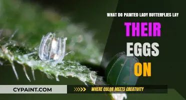 Where Do Painted Ladies Lay Their Eggs?