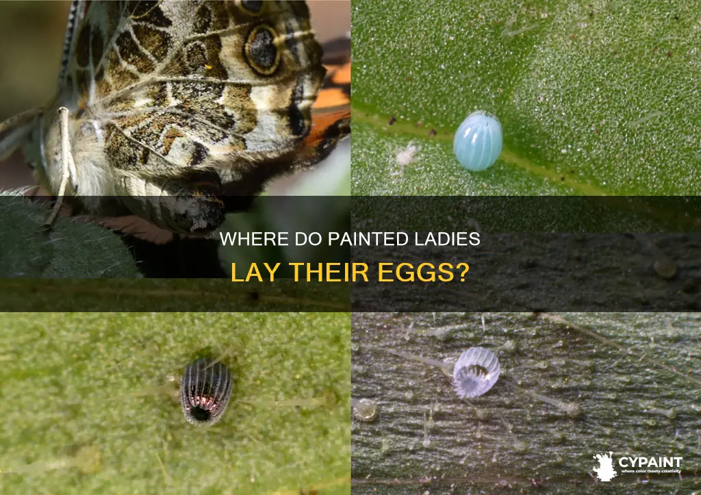 what do painted lady butterflies lay their eggs on