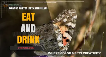 Painted Lady Caterpillar Diet: What They Eat and Drink
