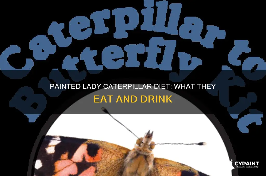 what do painted lady caterpillars eat and drink
