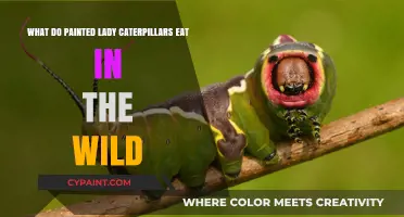 Painted Lady Caterpillars' Wild Diet Explained