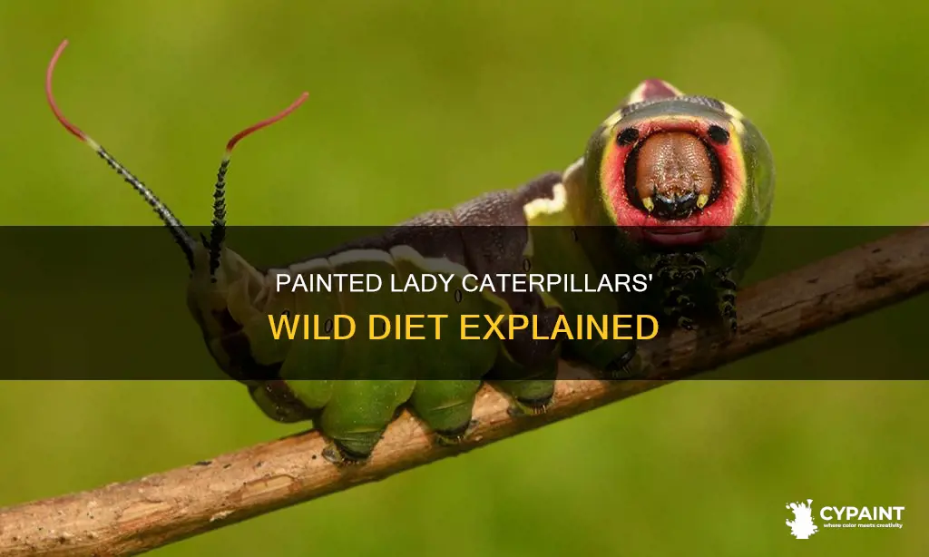 what do painted lady caterpillars eat in the wild