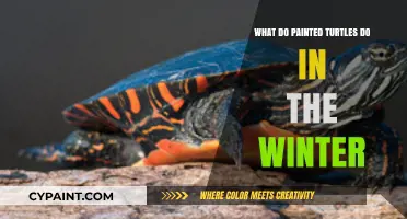 Winter Survival Secrets: How Painted Turtles Endure the Cold Months