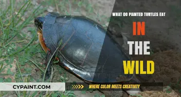 Wild Painted Turtles' Diet: Exploring Their Natural Food Sources