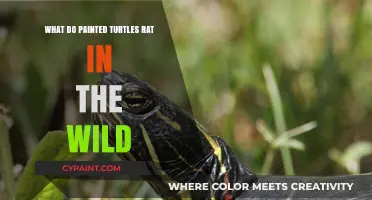 What Do Painted Turtles Eat in the Wild: A Dietary Guide