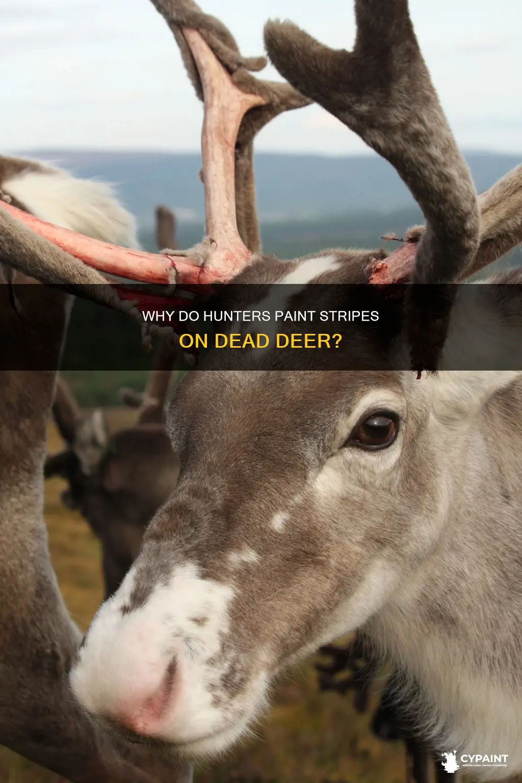 what do the painted stripes on dead deer mean