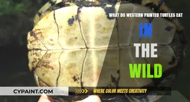 Western Painted Turtles: Wild Diet Explored