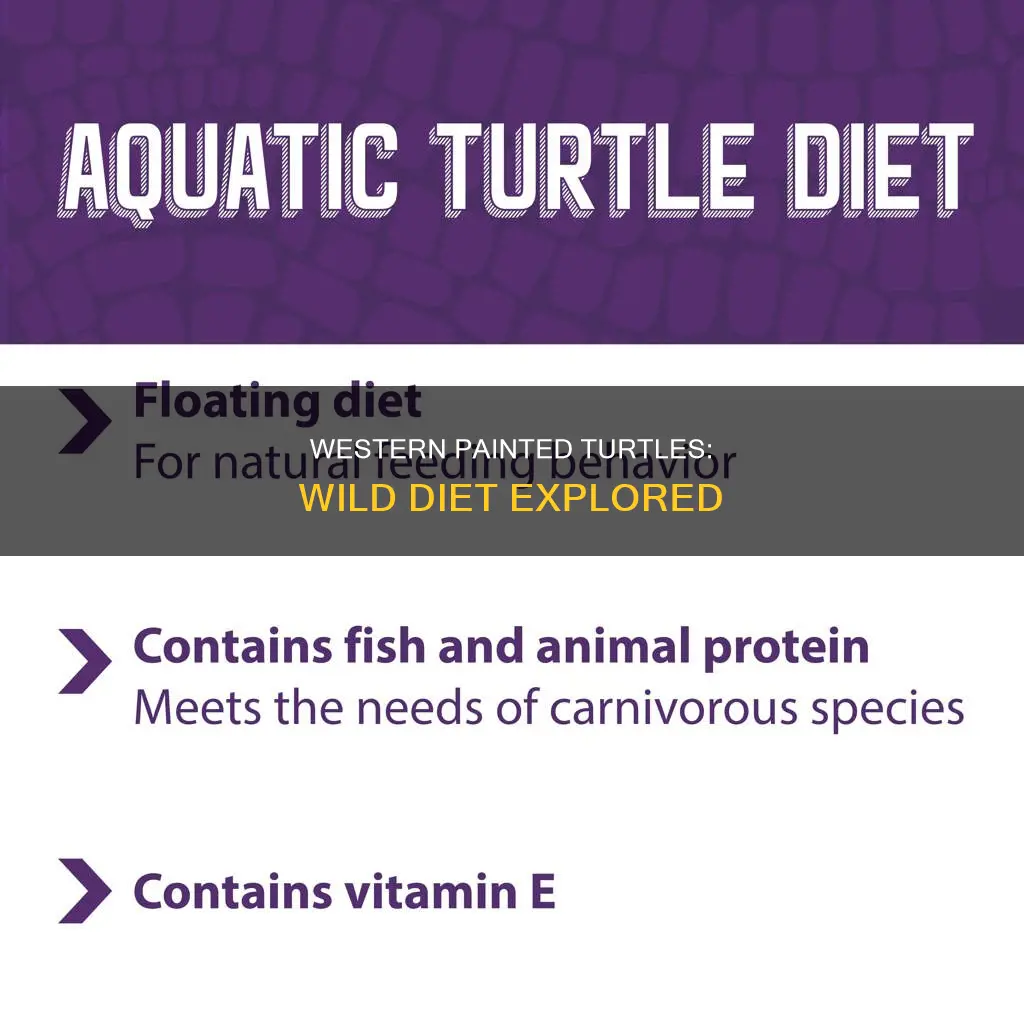 what do western painted turtles eat in the wild