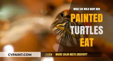 Wild Baby Red-Eared Slider Diet: What Do They Eat?