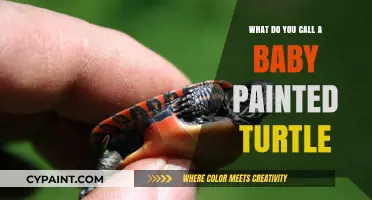What’s the Adorable Name for a Baby Painted Turtle?