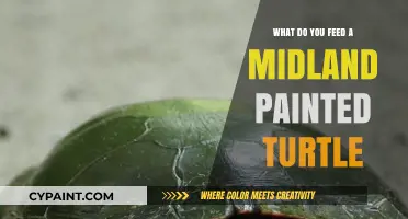 Nutritious Diet Guide for Your Midland Painted Turtle's Health