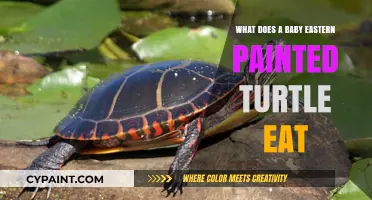 Feeding Baby Eastern Painted Turtles: A Guide to Their Diet