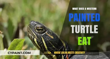 Western Painted Turtle Diet: Exploring Their Favorite Foods in the Wild