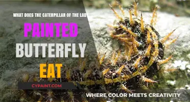 Diet of the Lady Painted Butterfly Caterpillar: A Comprehensive Guide