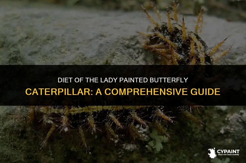 what does the caterpillar of the lady painted butterfly eat