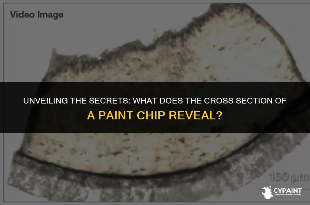 what does the corss section of a paint chips indicate
