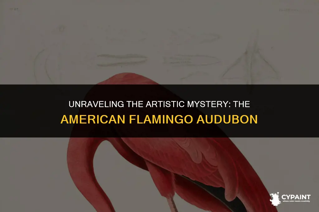 what factors came together to paint the american flamingo audubon