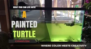 Ideal Tank Mates: Fish That Thrive with Painted Turtles