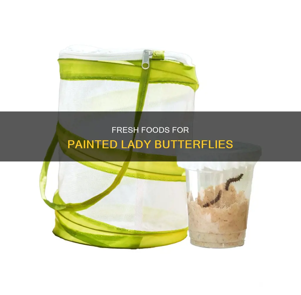 what fresh foods can you give painted lady butterflies