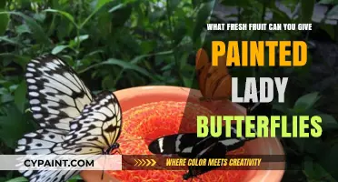 Feeding Painted Lady Butterflies: Which Fresh Fruits?