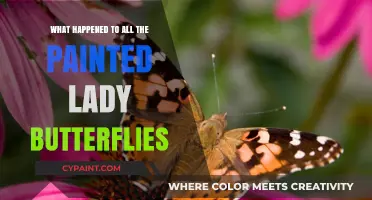 Where Did the Painted Lady Butterflies Disappear To?