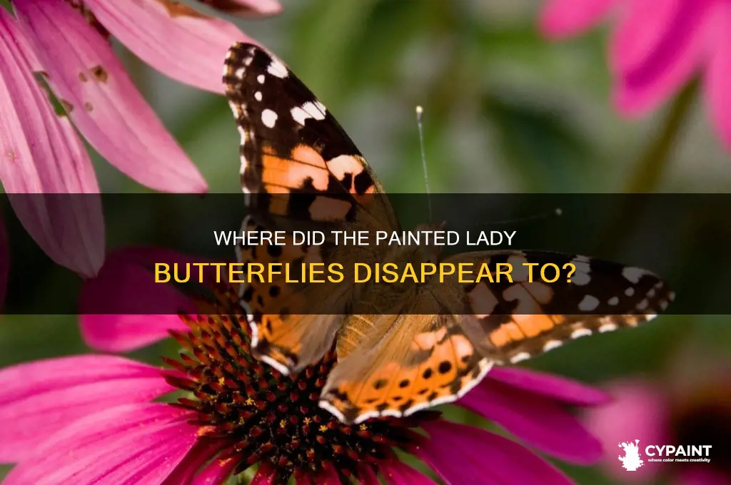 what happened to all the painted lady butterflies