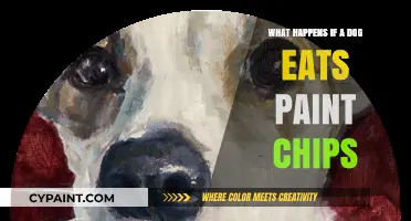 Dog Eats Paint Chips: Risks, Symptoms, and Immediate Actions