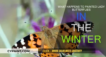 Painted Lady Butterflies: Where Do They Go in Winter?