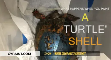 Turtleshell Art: Painted Shells, Harmful or Harmless Fun?