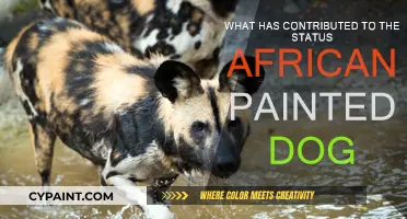African Painted Dogs: Endangered by Human Activities