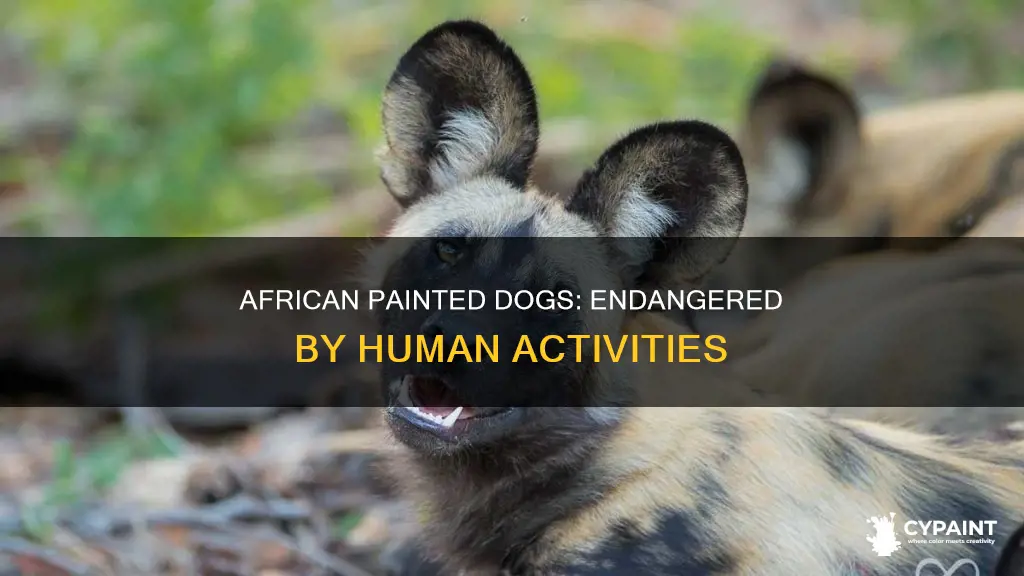 what has contributed to the status african painted dog