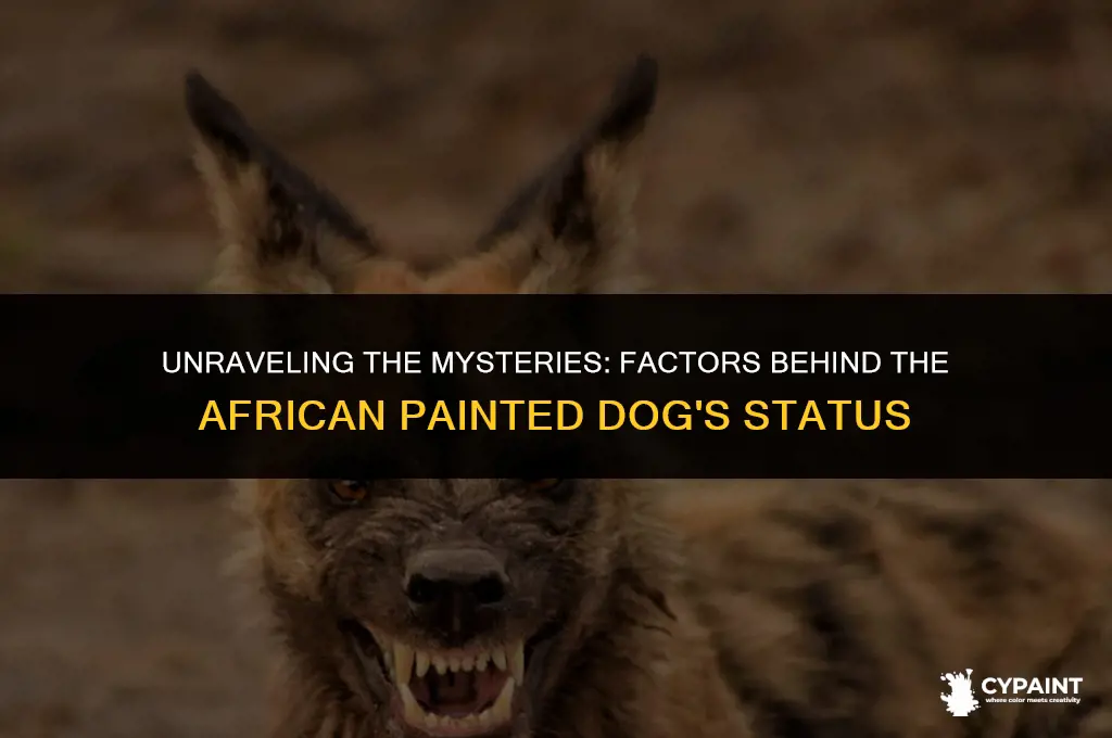 what has contributed to the status of african painted dog