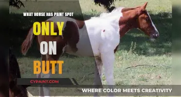 Unique Horse Markings: Why Some Horses Have Paint Spots Only on Their Butt
