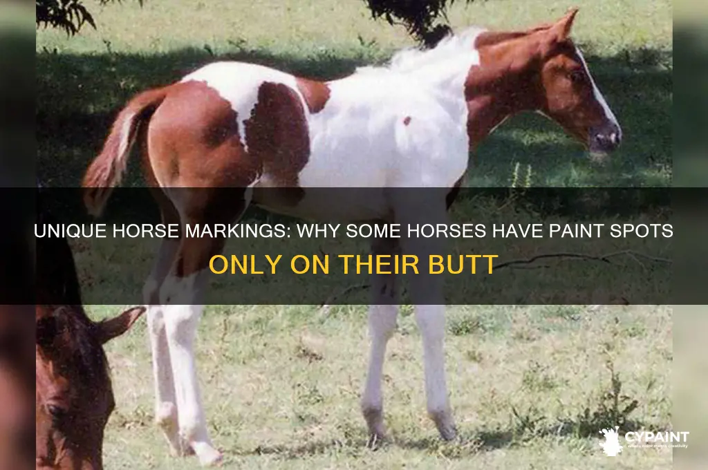 what horse has paint spot only on butt