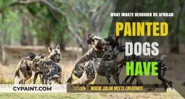 Unveiling the Instinctive Hunting and Pack Dynamics of African Painted Dogs