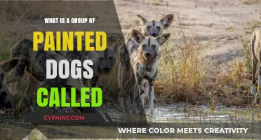 The Fascinating Collective Name for a Group of Painted Dogs