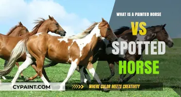Painted vs. Spotted Horses: Understanding Coat Patterns and Differences