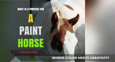 Understanding the Unique Purpose and Appeal of Paint Horses