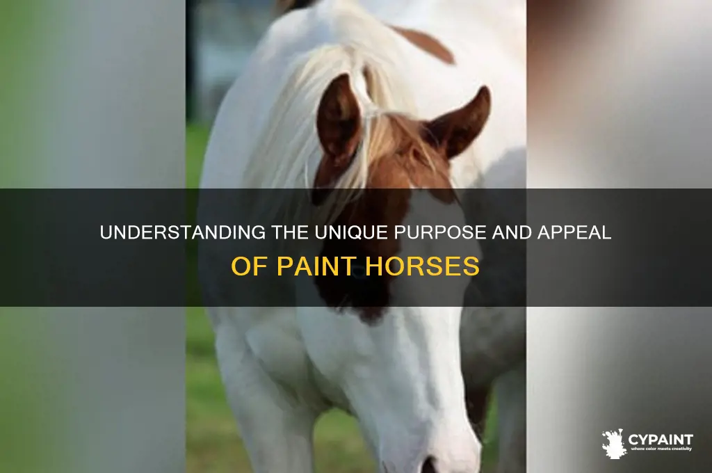what is a purpose for a paint horse