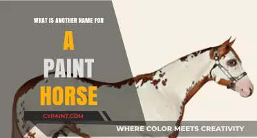 Discovering the Alternative Name for the Striking Paint Horse Breed