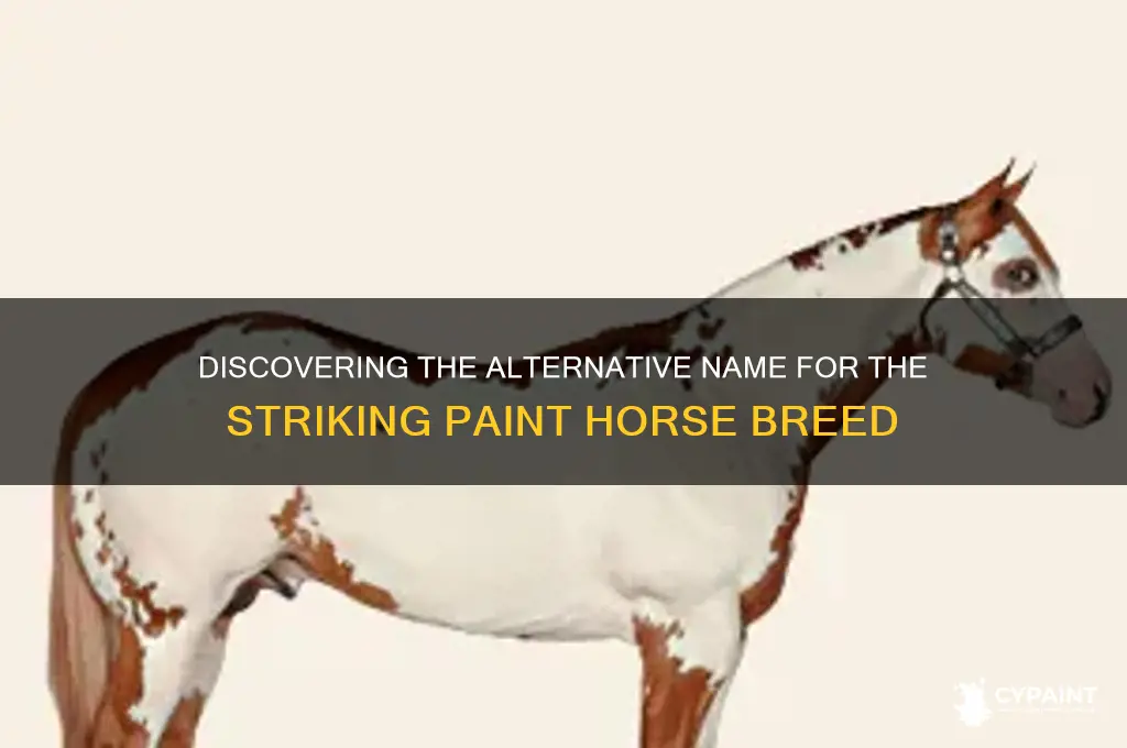 what is another name for a paint horse