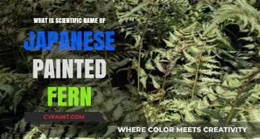 Discovering the Scientific Name of the Japanese Painted Fern