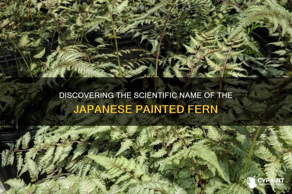 what is scientific name of japanese painted fern
