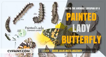 Unveiling the Painted Lady Butterfly's Lifespan Secrets